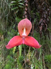 Disa uniflora