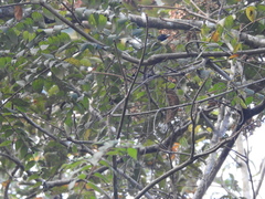 Myophonus horsfieldii