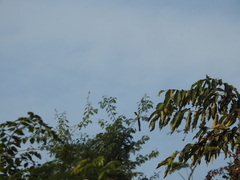 Dendrocitta leucogastra