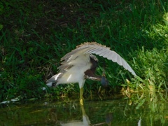 Egretta tricolor