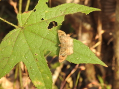 Caprona ransonnettii