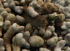 Gymnothorax miliaris