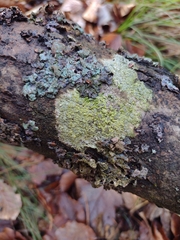 Lecanora