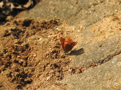 Abisara bifasciata