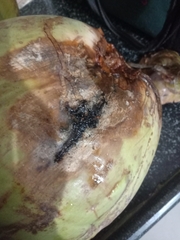 Phytophthora palmivora