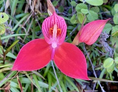 Disa uniflora