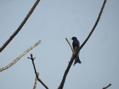 Surniculus dicruroides