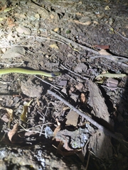 Crotaphopeltis hotamboeia