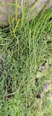 Equisetum bogotense