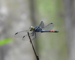 Agrionoptera sexlineata