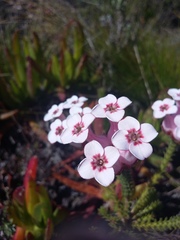 Erica ampullacea