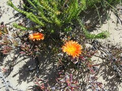 Lampranthus fergusoniae