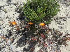 Lampranthus fergusoniae
