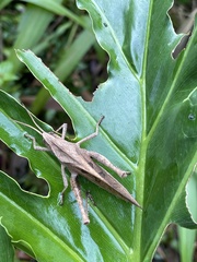 Xyleus discoideus