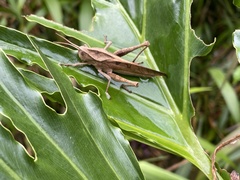 Xyleus discoideus