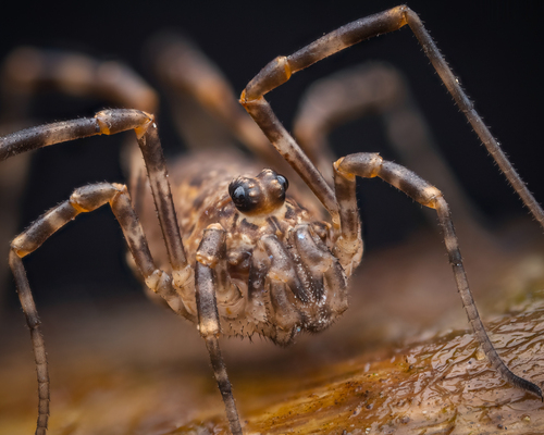 Rilaena triangularis nuotrauka