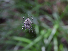 Araneus ventricosus