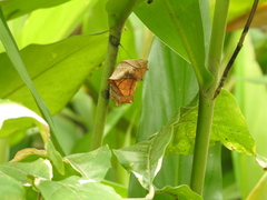 Troides minos