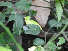 Neopithecops zalmora