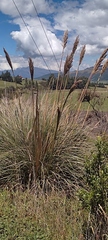 Cortaderia nitida