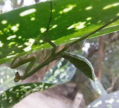 Stagmatoptera septentrionalis