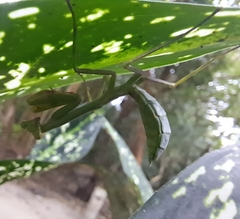 Stagmatoptera septentrionalis