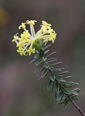 Lasiosiphon anthylloides