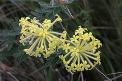 Lasiosiphon anthylloides