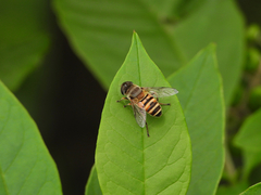 Eristalis cerealis