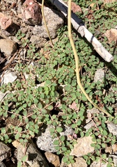 Euphorbia serpens
