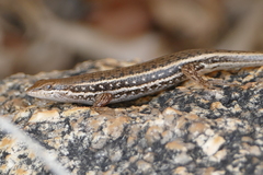 Trachylepis variegata