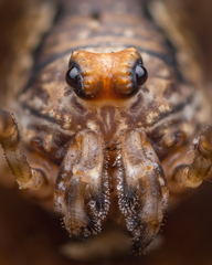Platybunus pinetorum
