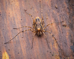 Platybunus pinetorum
