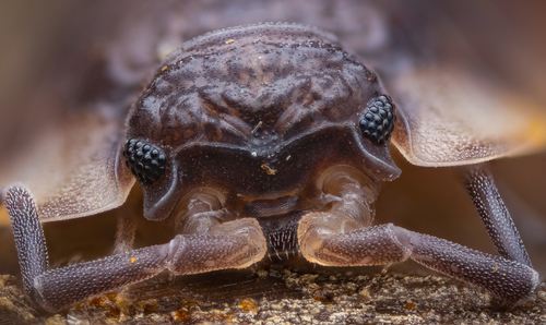 Common shiny woodlouse