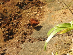 Abisara bifasciata