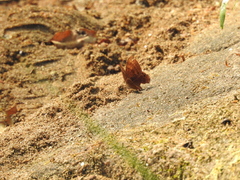 Abisara bifasciata