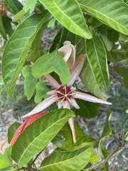 Passiflora aurantia