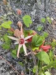 Passiflora aurantia