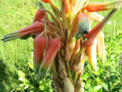 Aloe cooperi