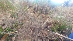 Calluna vulgaris