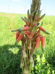 Aloe cooperi