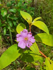 Melastoma