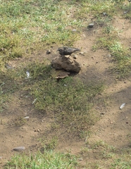 Sturnus vulgaris