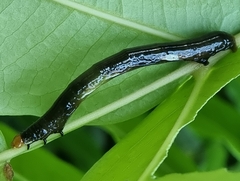 Catoria sublavaria