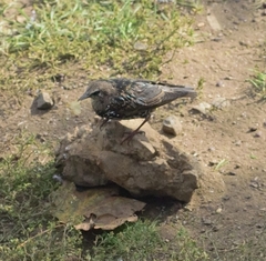 Sturnus vulgaris