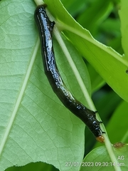 Catoria sublavaria