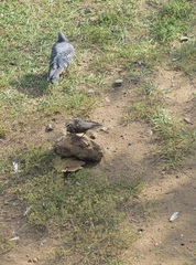 Sturnus vulgaris