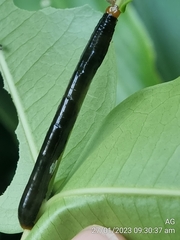 Catoria sublavaria