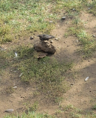 Sturnus vulgaris