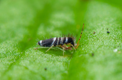 Entomobrya superba